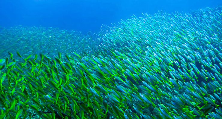 Krabi diving